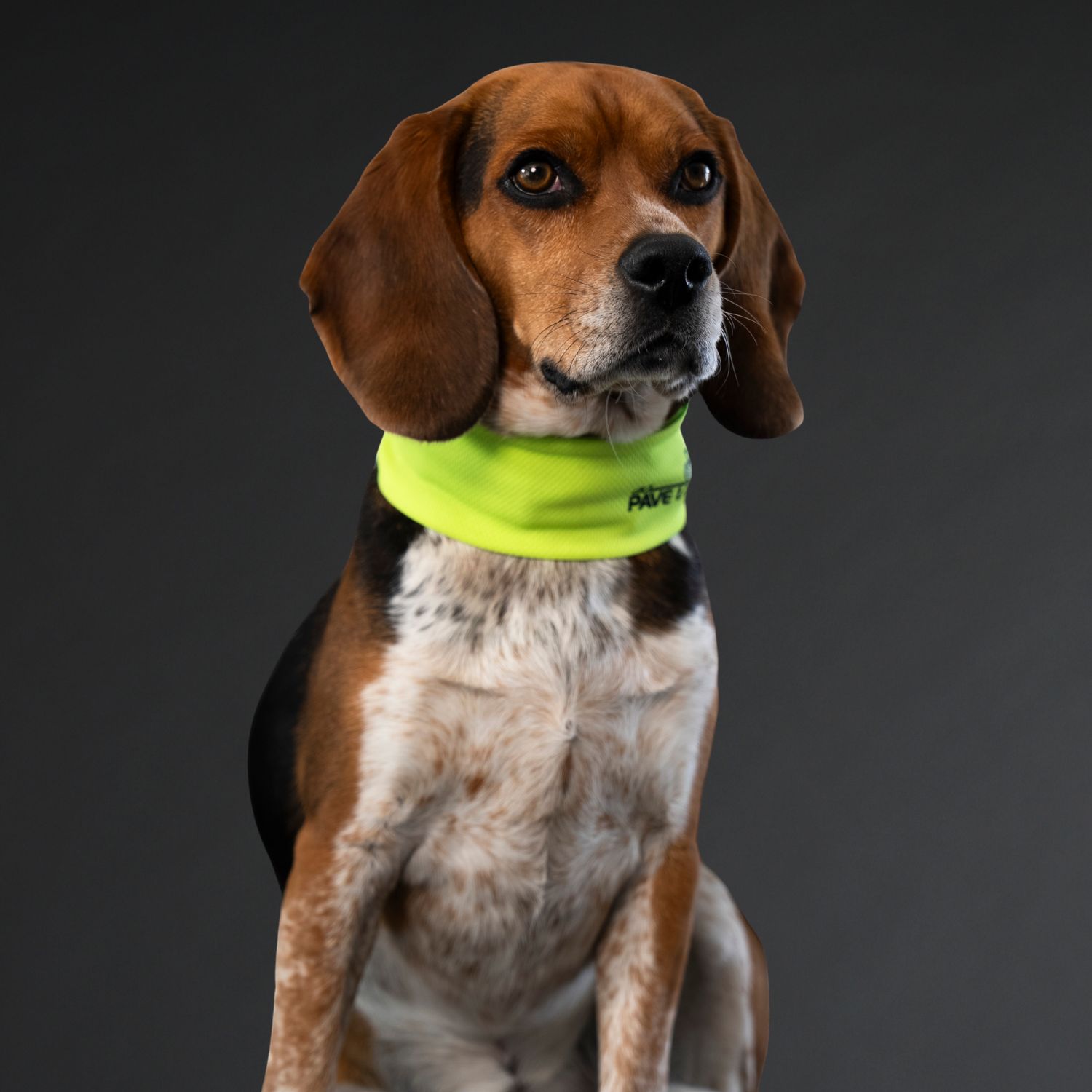 Brownie Our Asphalt Expert Beagle at Go Pave Utah