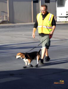 Quality Control, Pawsitively Important 1 Brownie, our four-legged quality inspector at Go Pave